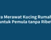 Cara Merawat Kucing Rumahan untuk Pemula tanpa Ribet